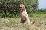 SETTER ANGLAIS 205